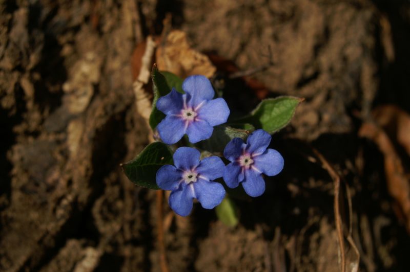 Spomladanska torilnica (Omphalodes verna), Sv. Lovrenc, 2008-02-16 (Foto: Benjamin Zwittnig)