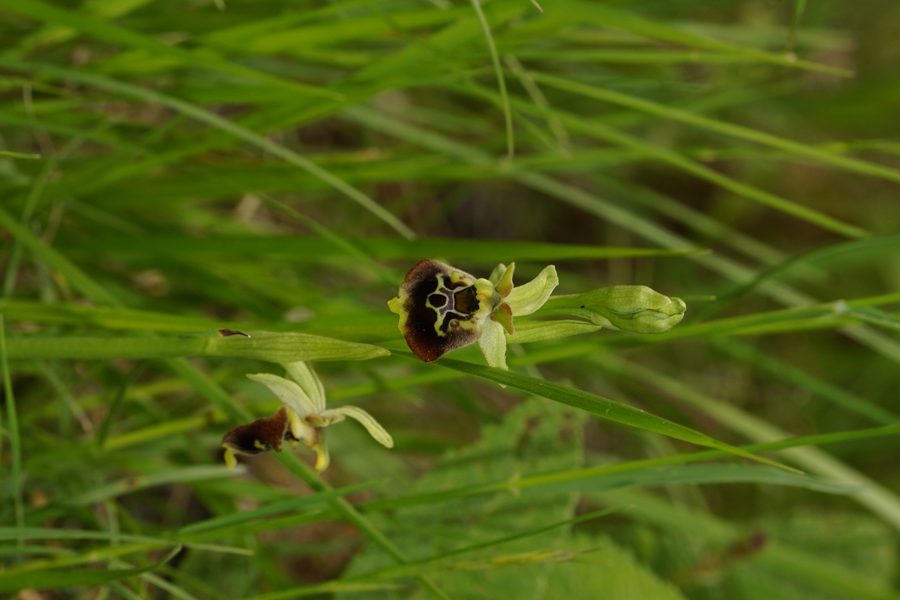 Čmrljeliko mačje uho (Ophrys holoserica), 2015-05-17 (Foto: Benjamin Zwittnig)