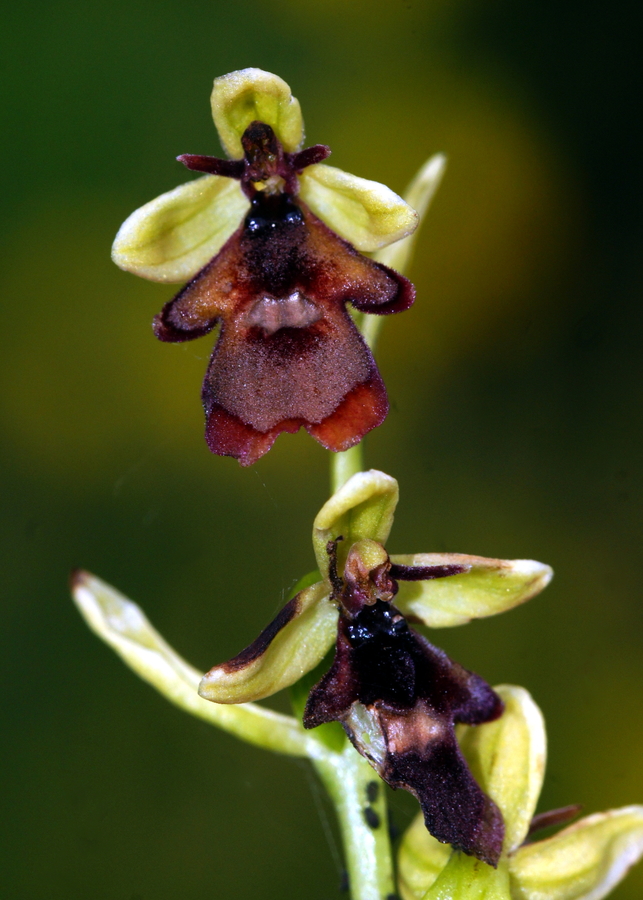 Muholiko mačje uho (Ophrys insectifera), 2016-06-12 (Foto: Benjamin Zwittnig)