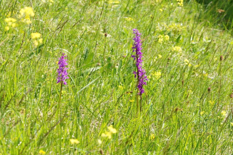 Stasita kukavica (Orchis mascula), 2015-05-07 (Foto: Benjamin Zwittnig)