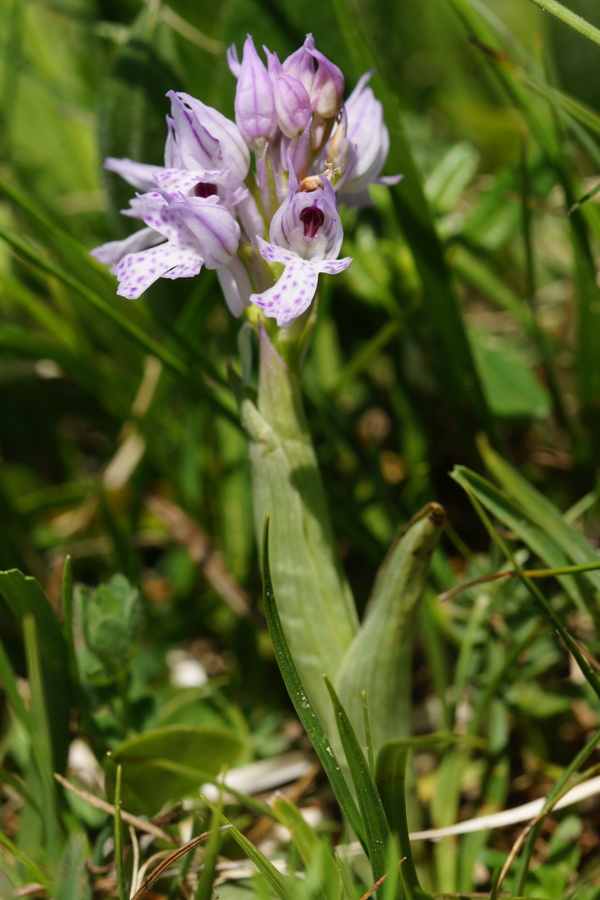 Trizoba kukavica (Orchis tridentata), 2015-05-07 (Foto: Benjamin Zwittnig)