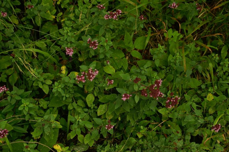 Navadna dobra misel (Origanum vulgare), Petačev graben, 2006-08-27 (Foto: Benjamin Zwittnig)