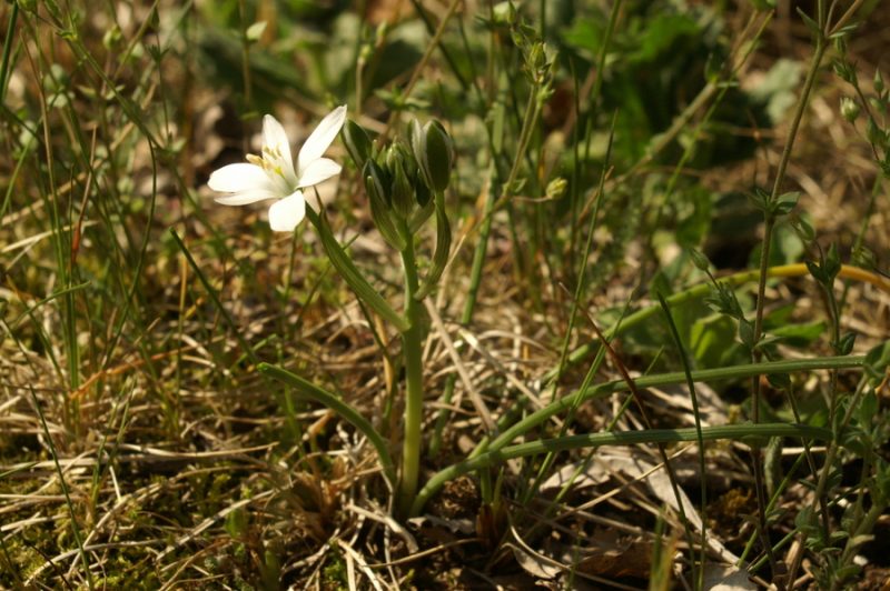 Kobulasto ptičje mleko (Ornithogalum umbellatum), Trnovo, 2007-04-17 (Foto: Benjamin Zwittnig)