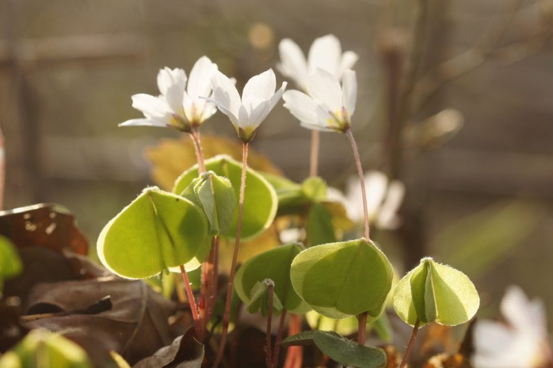 Navadna zajčja deteljica (Oxalis acetosella), Stranska vas, 2016-03-27 (Foto: Benjamin Zwittnig)