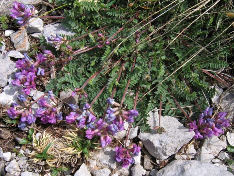 Pirinejska osivnica (Oxytropis neglecta), vrh Snežnika I, 2009-07-14 (Foto: Boris Gaberšček)