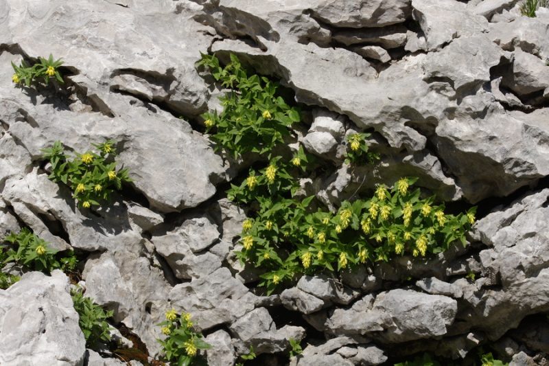 Rumeno milje (Paederota lutea), Krn, 2016-07-10 (Foto: Benjamin Zwittnig)