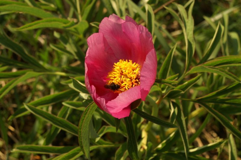 Navadna potonika (Paeonia officinalis), 2007-04-22 (Foto: Benjamin Zwittnig)