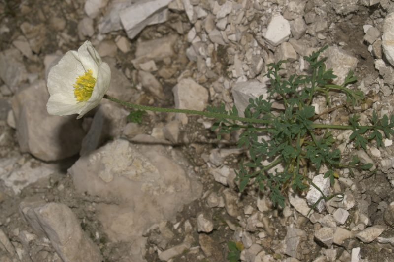 Julijski mak (Papaver alpinum ssp. ernesti-mayeri), Bohinjska vratca, 2007-07-22 (Foto: Benjamin Zwittnig)