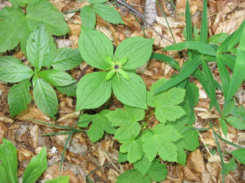 Volčja jagoda (Paris quadrifolia), Kamniški vrh, 2006-05-28 (Foto: Kristina Ugrinović)