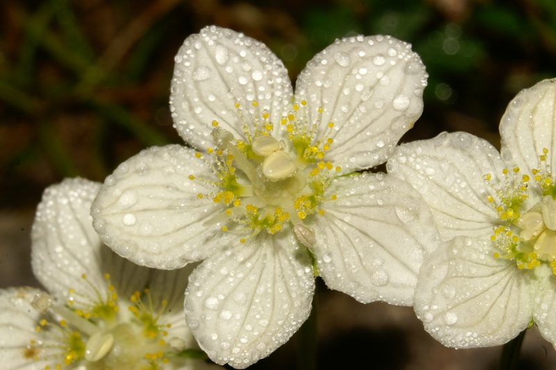 Močvirna samoperka (Parnassia palustris), Krma, 2006-09-01 (Foto: Benjamin Zwittnig)