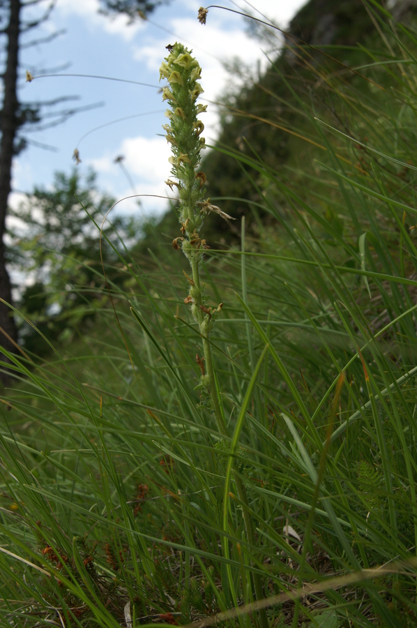 Julijski ušivec (Pedicularis elongata ssp. julica), 2010-06-25 (Foto: Benjamin Zwittnig)
