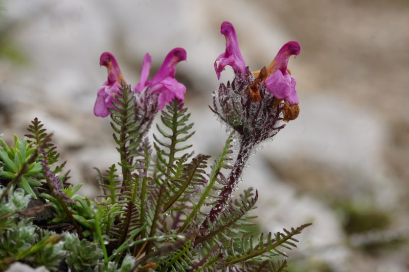 Rožnati ušivec (Pedicularis rosea), Belščica - Stol, 2015-06-17 (Foto: Benjamin Zwittnig)