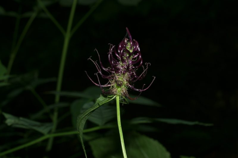 Jajčasti repuš (Phyteuma ovatum), Pekel, 2006-06-11 (Foto: Benjamin Zwittnig)