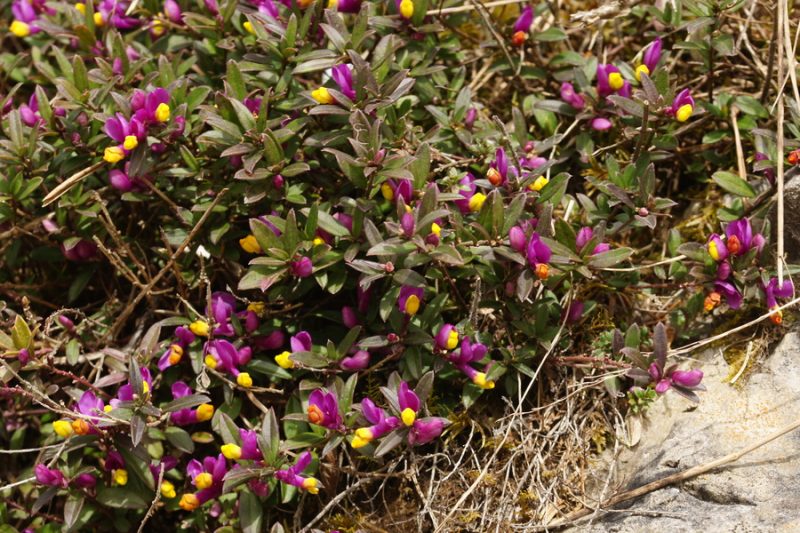 Ramšela, Žanjevec (Polygala chamaebuxus), Butajnova, 2016-04-03 (Foto: Benjamin Zwittnig)