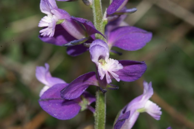 Navadna grebenuša (Polygala vulgaris), Vremščica, 2007-04-15 (Foto: Benjamin Zwittnig)