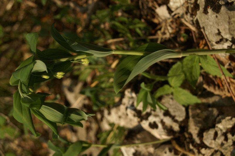 Mnogocvetni salomonov pečatnik (Polygonatum multiflorum), Slavnik, 2007-04-22 (Foto: Benjamin Zwittnig)