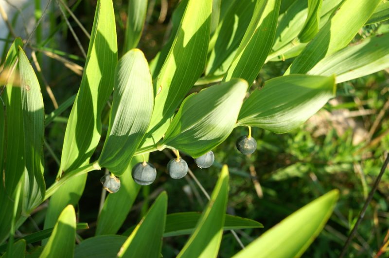 Mnogocvetni salomonov pečatnik (Polygonatum multiflorum), Nanos, 2006-09-24 (Foto: Benjamin Zwittnig)