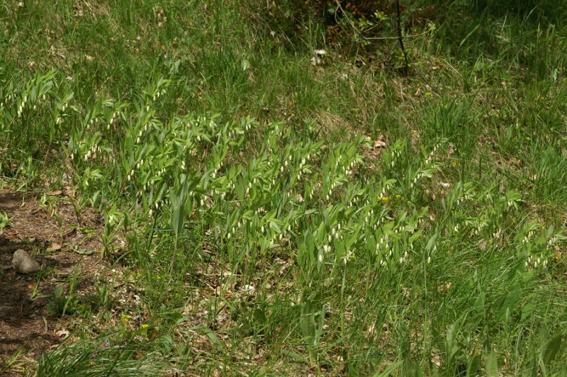 Dišeči salomonov pečatnik (Polygonatum odoratum), Setnica, 2010-05-16 (Foto: Benjamin Zwittnig)