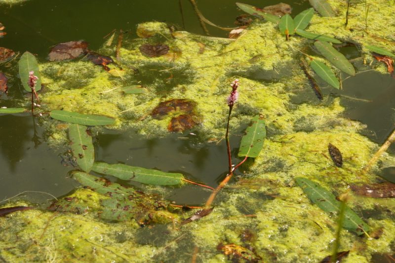 Vodna dresen (Polygonum amphibium), Draga pri Igu, 2013-09-08 (Foto: Benjamin Zwittnig)