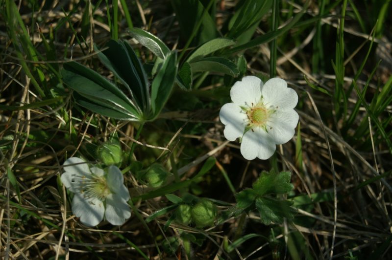 Beli petoprstnik (Potentilla alba), Babno polje, 2008-05-10 (Foto: Benjamin Zwittnig)