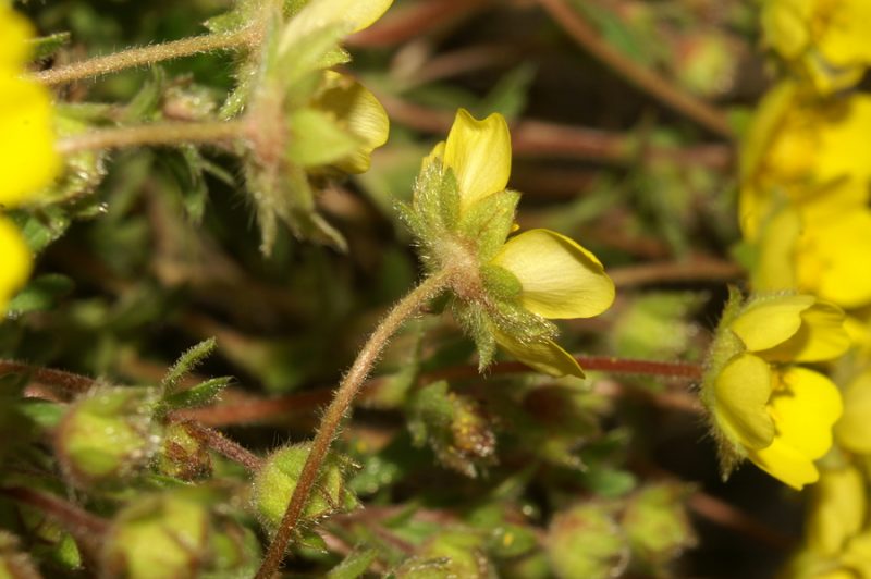 Peščeni petoprstnik (Potentilla arenaria), Butajnova, 2007-03-29 (Foto: Benjamin Zwittnig)