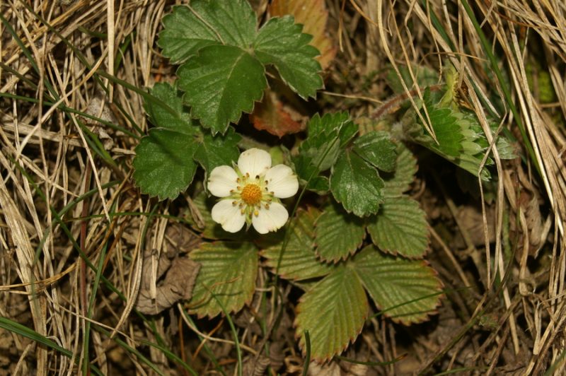 Kranjski petoprstnik (Potentilla carniolica), Setnica, 2007-04-01 (Foto: Benjamin Zwittnig)