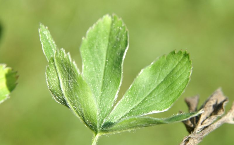 Predalpski petoprstnik (Potentilla caulescens), Kal Koritnica, 2008-07-24 (Foto: Benjamin Zwittnig)