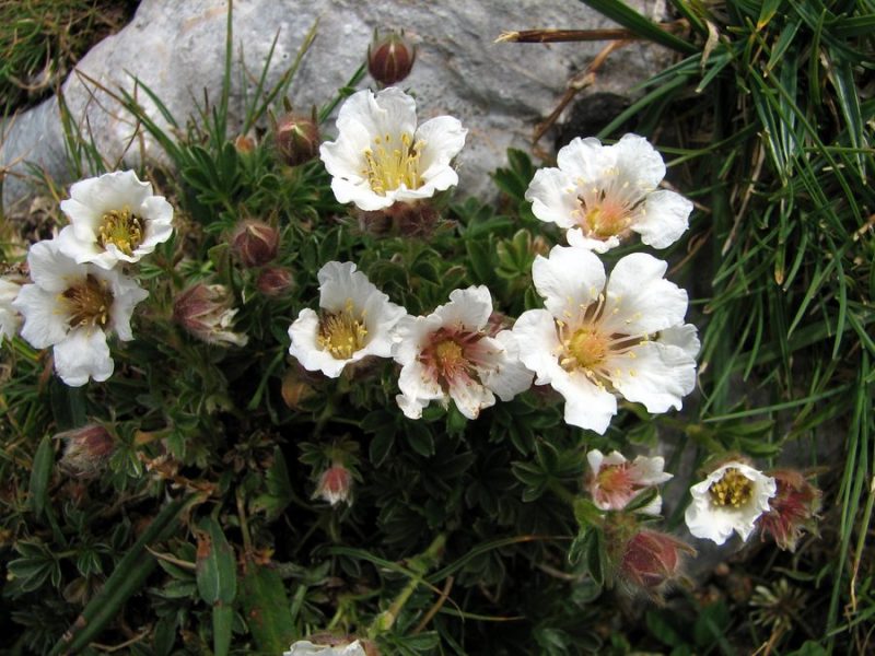 Clusijev petoprstnik (Potentilla clusiana), Tičarica - Zelnarica, 2009-08-18 (Foto: Sonja Kostevc)