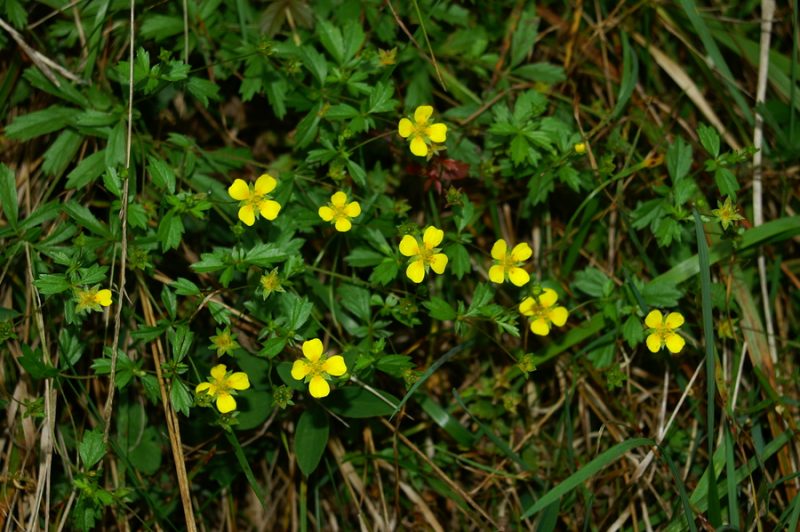 Srčna moč (Potentilla erecta), Janče, 2006-10-14 (Foto: Benjamin Zwittnig)