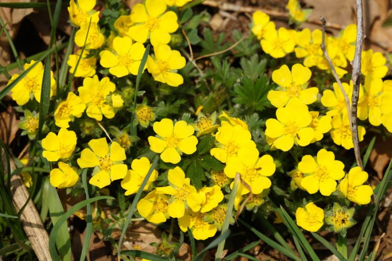 Sedmerolistni petoprstnik (Potentilla heptaphylla), vznožje Nanosa, 2014-04-06 (Foto: Benjamin Zwittnig)