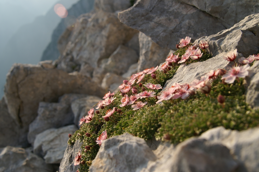 Triglavska roža (Potentilla nitida), vrh Plemenic (Triglav), 2009-08-01 (Foto: Benjamin Zwittnig)