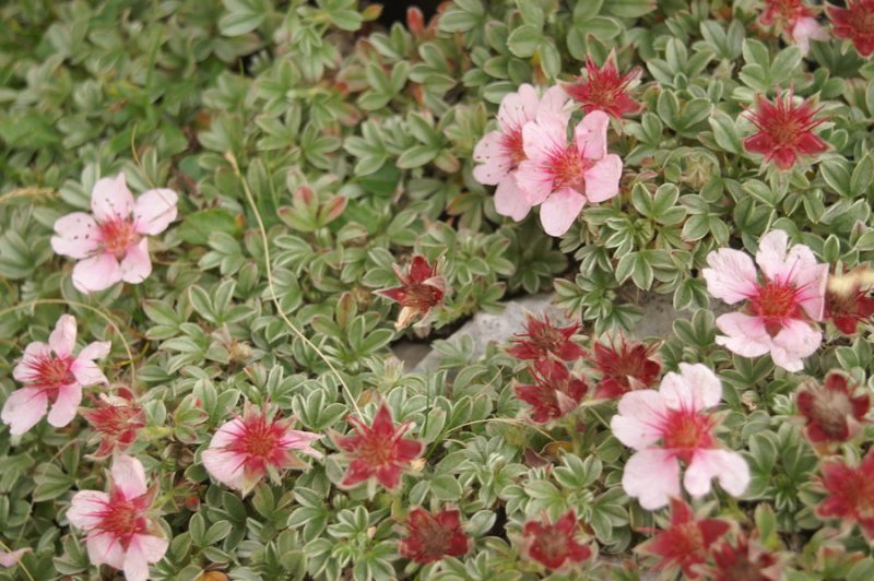 Triglavska roža (Potentilla nitida), Jalovec, 2007-08-25 (Foto: Benjamin Zwittnig)