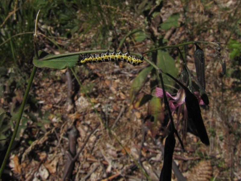 Zajčica (Prenanthes purpurea), Komen (Smrekovško pogorje),, 2011-08-20 (Foto: Boris Gaberšček)