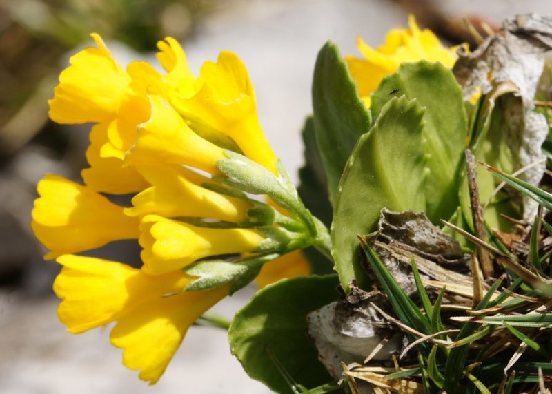 Avrikelj (Primula auricula), Planjava, 2015-06-06 (Foto: Benjamin Zwittnig)