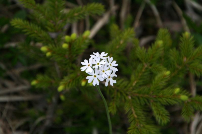 Moknati jeglič (Primula farinosa), okolica Trbiža, 2011-05-21 (Foto: Jure Slatner)