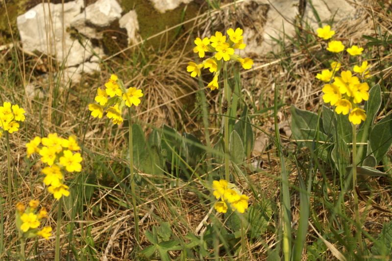 Pomladanski jeglič (Primula veris ssp. veris), Slavnik, 2007-04-22 (Foto: Benjamin Zwittnig)