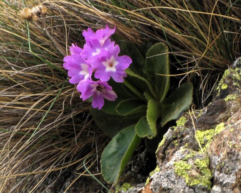 Kuštravi jeglič (Primula villosa), Komen (Smrekovec), 2011-05-24 (Foto: Boris Gaberšček)