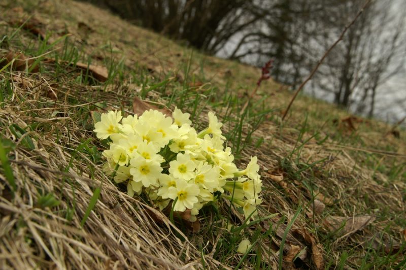 Trobentica (Primula vulgaris), Polhograjska gora (Sv. Lovrenc), 2010-04-04 (Foto: Benjamin Zwittnig)