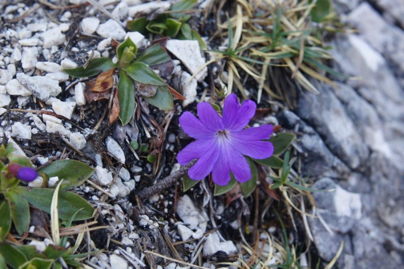 Wulfenov jeglič (Primula wulfeniana), pod Staničevim vrhom, 2011-05-08 (Foto: Benjamin Zwittnig)