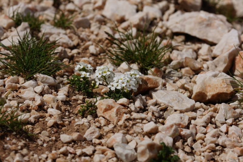 Alpska krešica (Pritzelago alpina ssp. alpina), Kokrško sedlo - Grintavec, 2016-07-02 (Foto: Benjamin Zwittnig)