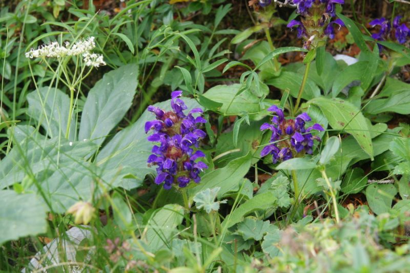 Velecvetna črnoglavka (Prunella grandiflora), pot Podvežak - Korošica, 2013-08-29 (Foto: Benjamin Zwittnig)