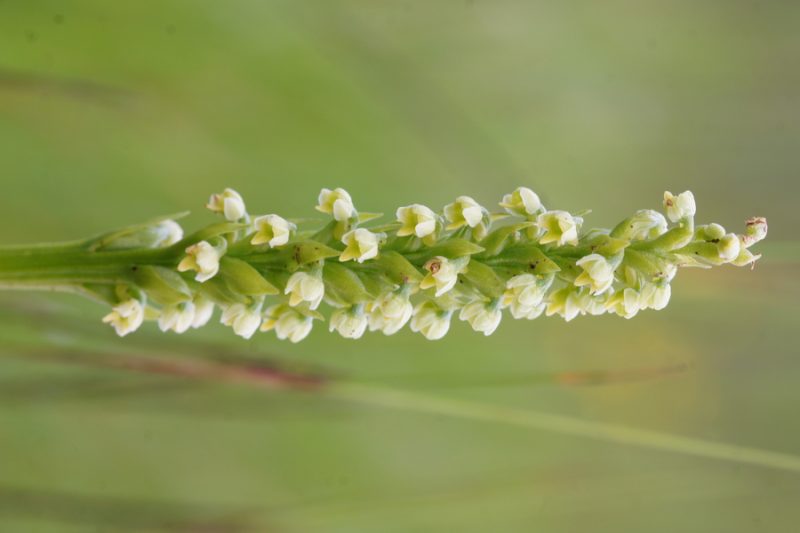 Belkaste ročice (Pseudorchis albida), 2016-06-24 (Foto: Benjamin Zwittnig)