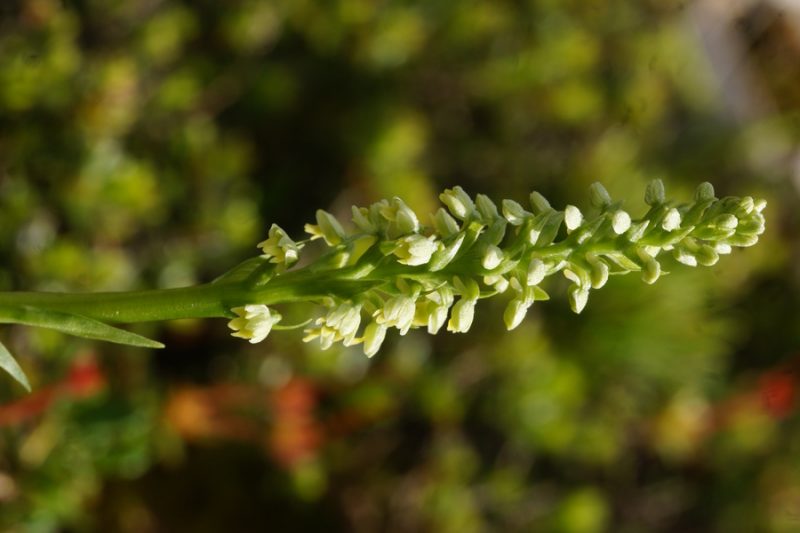 Belkaste ročice (Pseudorchis albida), 2015-06-17 (Foto: Benjamin Zwittnig)