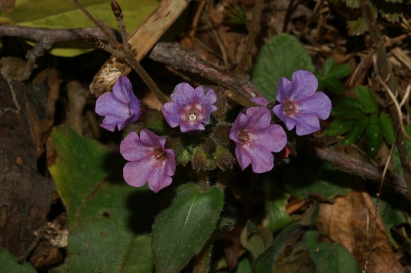 Navadni plju?nik (Pulmonaria officinalis), Selo nad Polhovim Gradcem, 2007-02-24 (Foto: Benjamin Zwittnig)