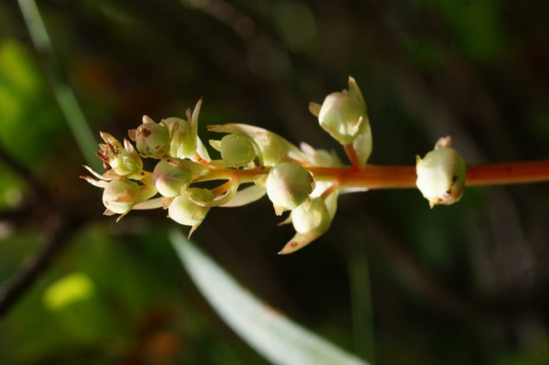 Okroglolistna zelenka (Pyrola rotundifolia), Belščica - Stol, 2015-06-17 (Foto: Benjamin Zwittnig)