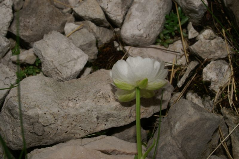 Alpska zlatica (Ranunculus alpestris), 2007-06-21 (Foto: Benjamin Zwittnig)