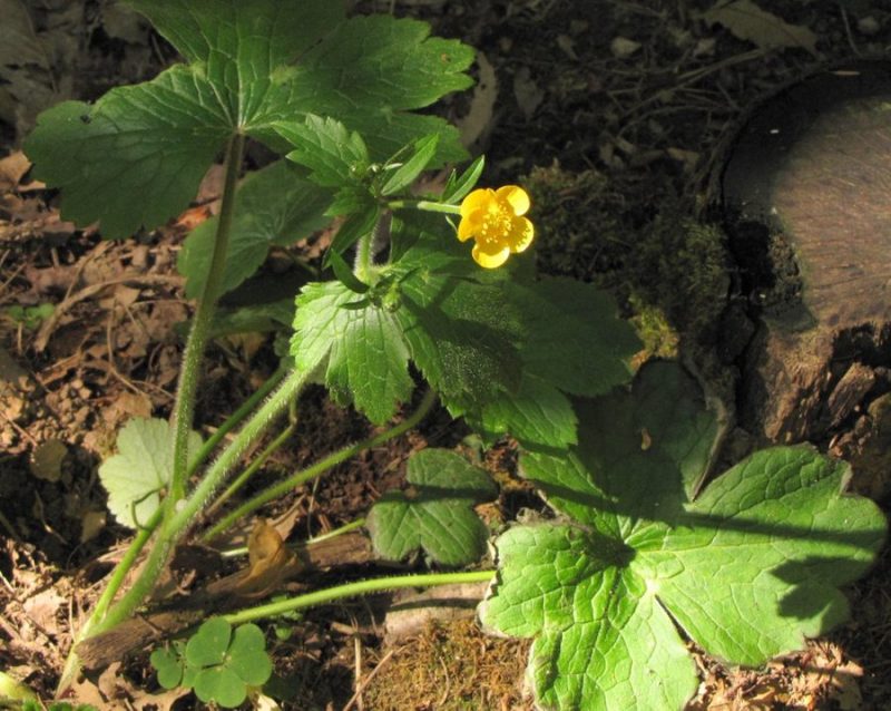 Kosmata zlatica (Ranunculus lanuginosus), Ljubljana, Mostec, 2011-05-14 (Foto: Boris Gaberšček)