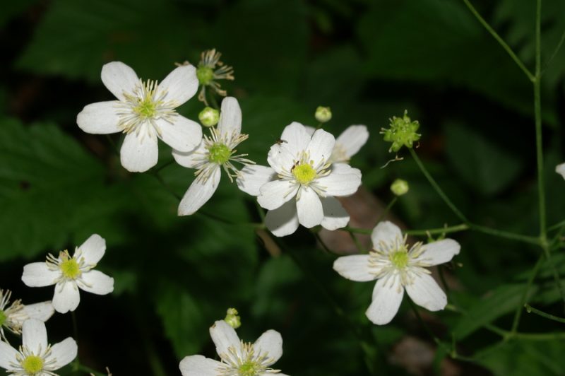 Platanolistna zlatica (Ranunculus platanifolius), Gorjuše, 2007-06-17 (Foto: Benjamin Zwittnig)