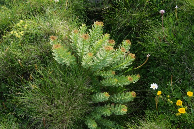 Navadni rožni koren (Rhodiola rosea), Mangrtsko sedlo, 2013-07-23 (Foto: Benjamin Zwittnig)