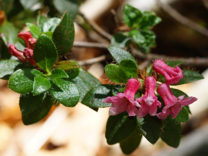 Dlakavi sleč (Rhododendron hirsutum), Ždrocle, 2015-07-04 (Foto: Benjamin Zwittnig)